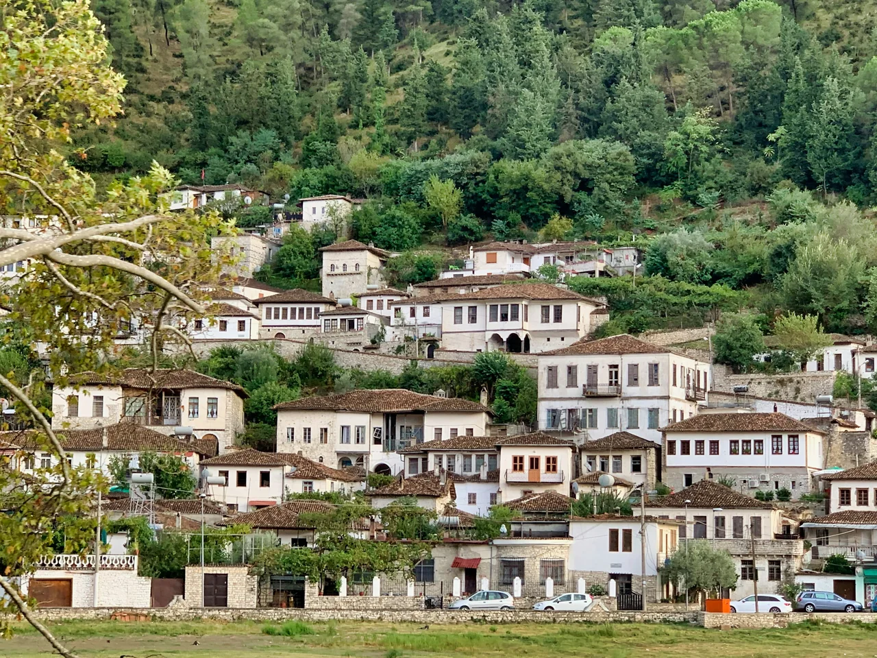 Traditionelle weiße Häuser mit osmanischen Fensterreihen am bewaldeten Hang in Berat